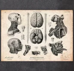 Cerveau, colonne vertébrale et tête