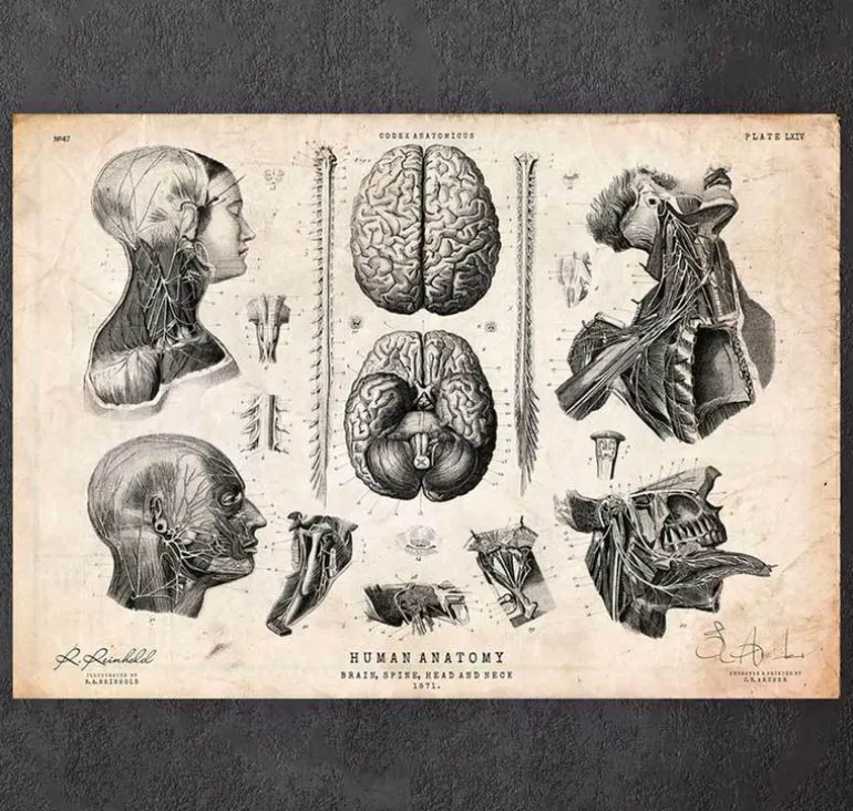 Cerveau, colonne vertébrale et tête