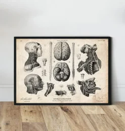 Cerveau, colonne vertébrale et tête