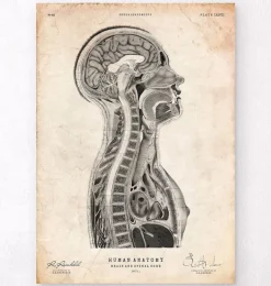 Cerveau et moelle épinière