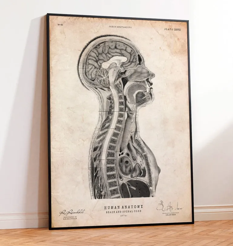 Cerveau et moelle épinière