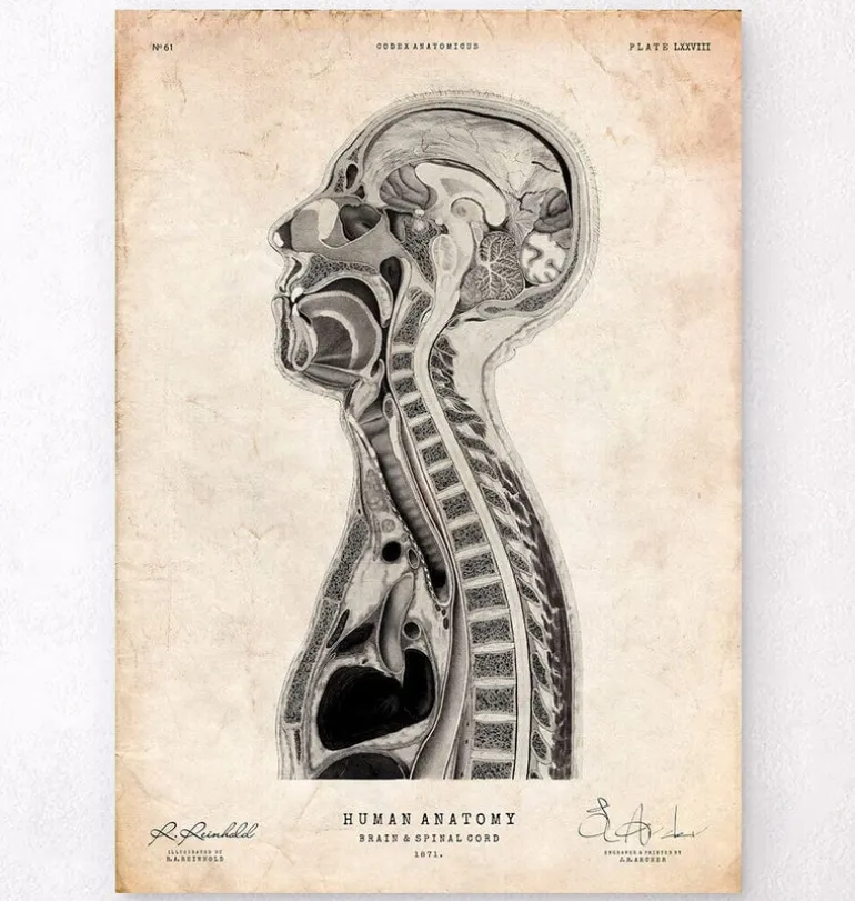 Cerveau et moelle épinière II