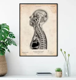 Cerveau et moelle épinière II