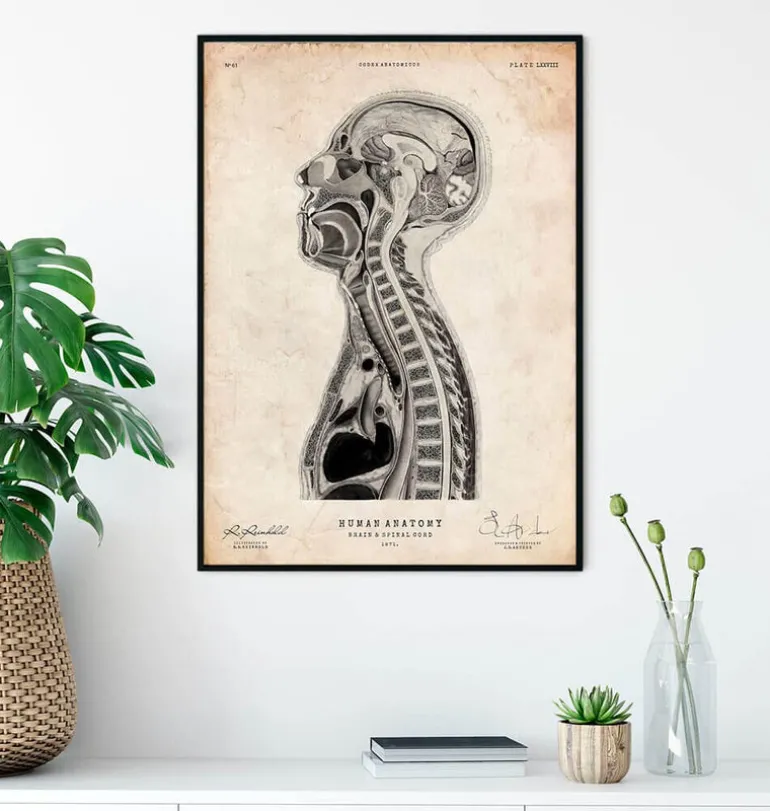 Cerveau et moelle épinière II
