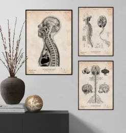 Cerveau et moelle épinière II