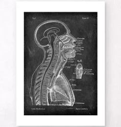 Cerveau et moelle épinière - Chalkboard