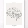 Cerveau sagittal - Line Art