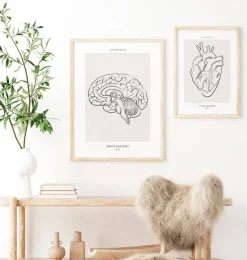 Cerveau sagittal - Line Art