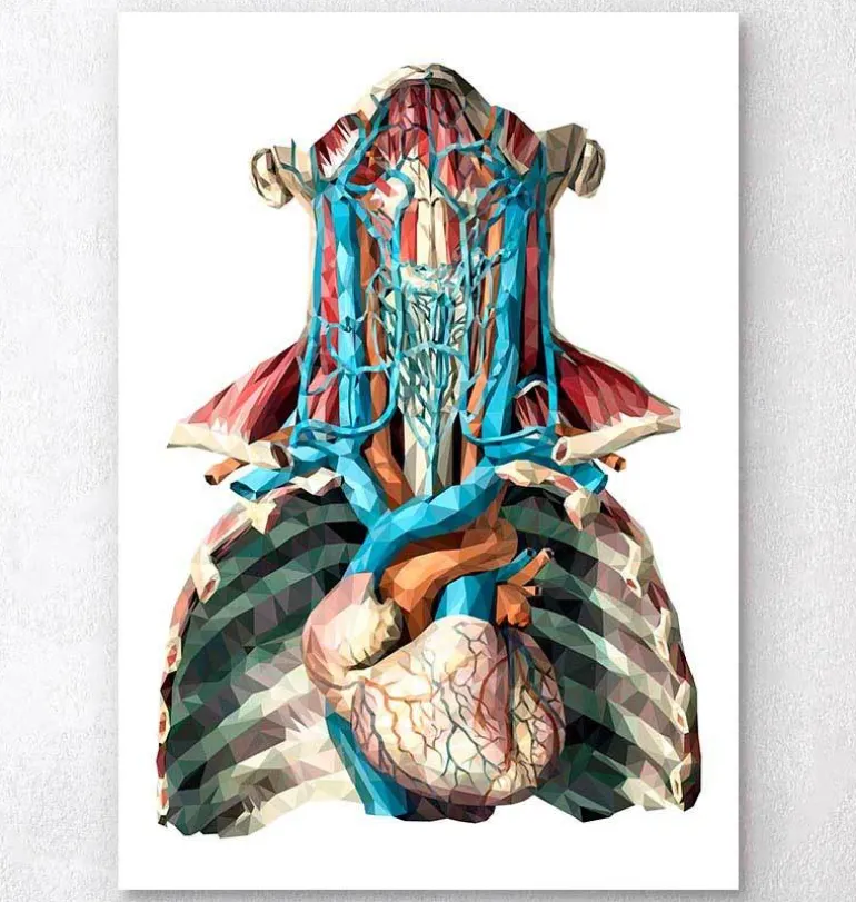 Coeur et artères géométriques