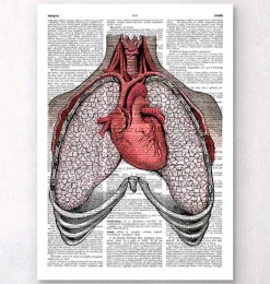 Coeur et poumons - Page du dictionnaire