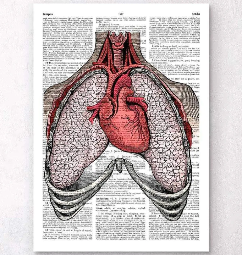 Coeur et poumons - Page du dictionnaire