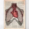 Coeur et poumons - Page du dictionnaire