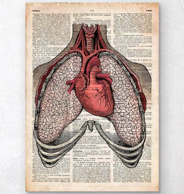 Coeur et poumons - Page du dictionnaire
