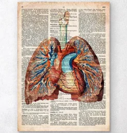 Coeur et poumons géométriques - Dictionnaire