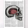 Crâne - Page Dictionnaire