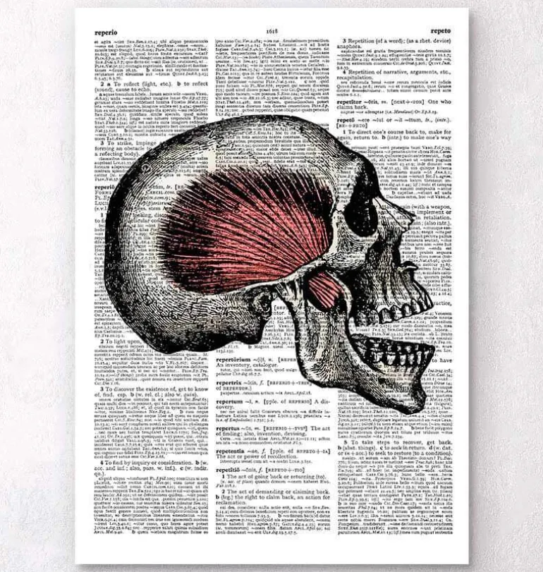 Crâne - Page Dictionnaire