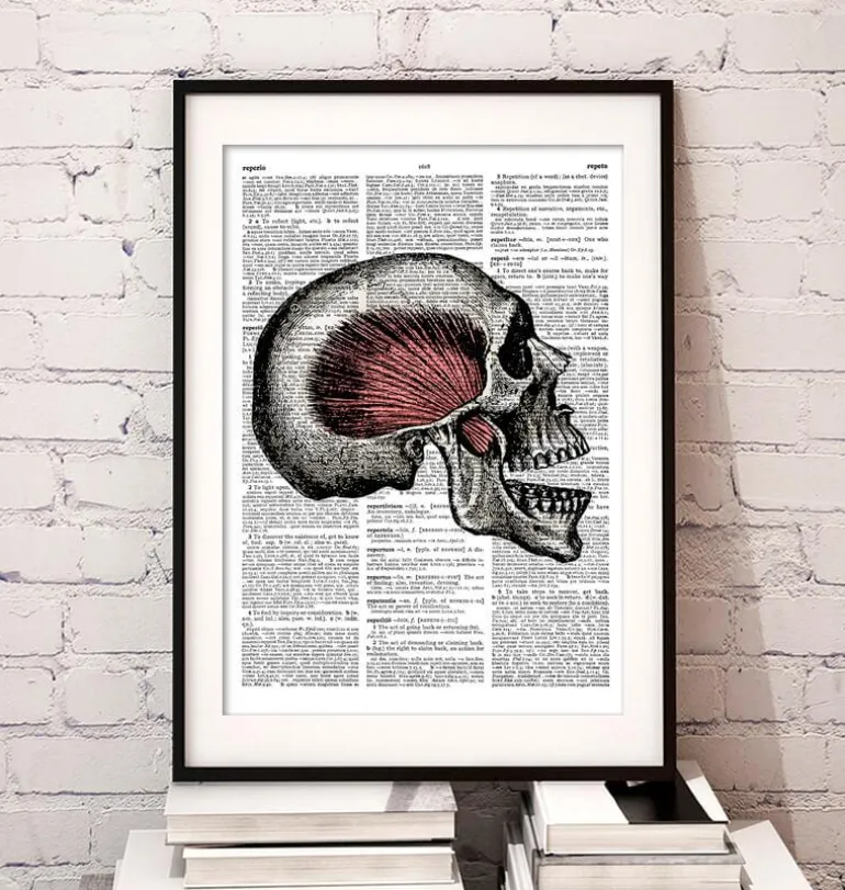 Crâne - Page Dictionnaire
