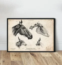 Crâne de cheval