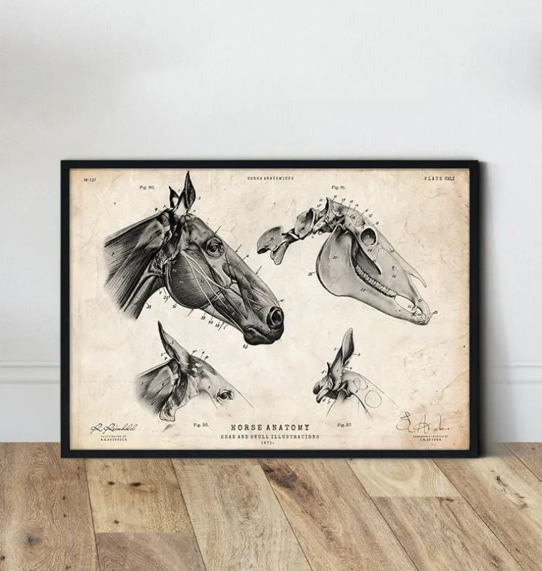 Crâne de cheval