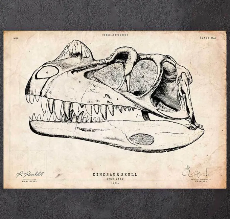 Crâne de dinosaure