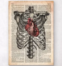 Cœur et cage thoracique - Art de l'anatomie