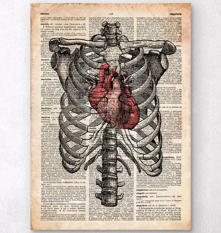 Cœur et cage thoracique - Art de l'anatomie