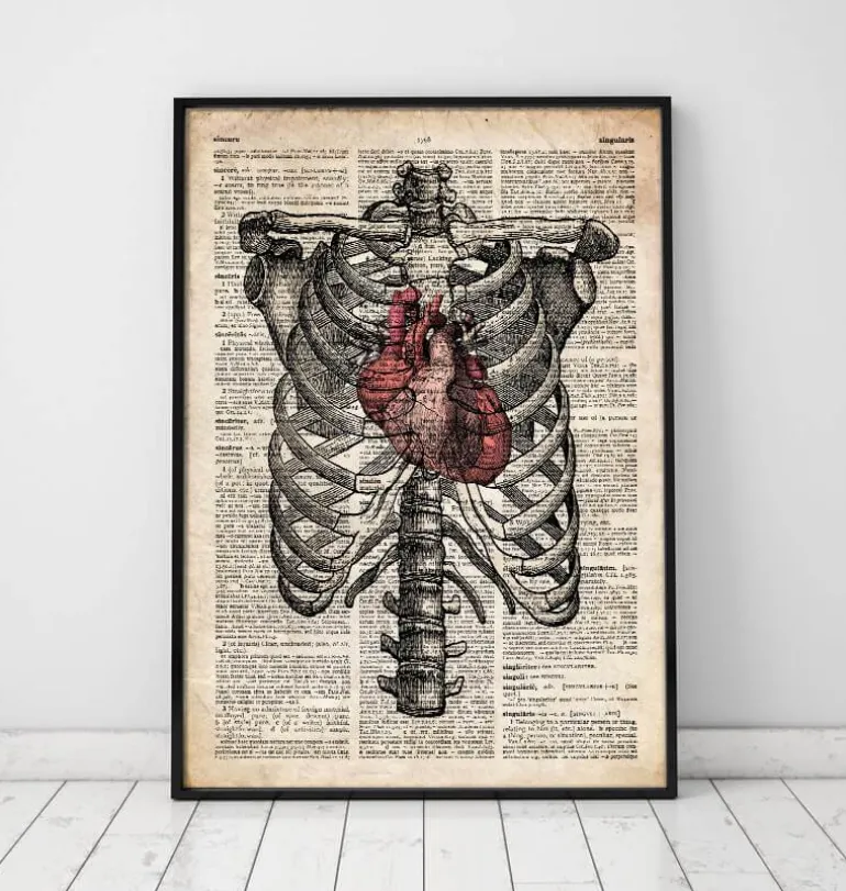 Cœur et cage thoracique - Art de l'anatomie