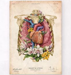 Cœur, poumons et cage thoracique - Vieux papiers