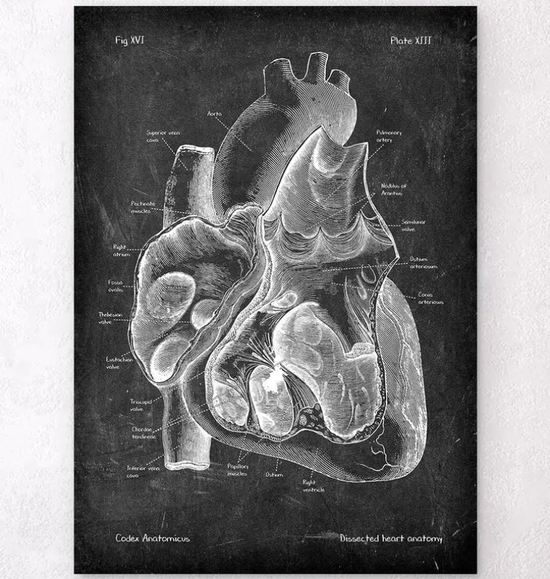 Dissected heart anatomy II - Chalkboard