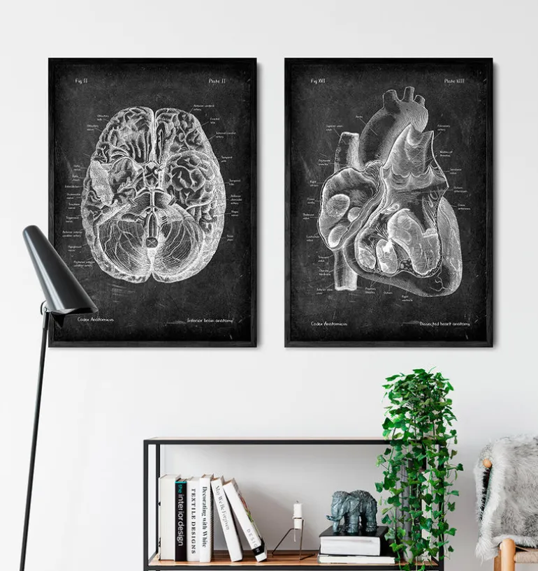 Dissected heart anatomy II - Chalkboard