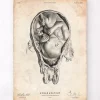 Foetus dans un utérus
