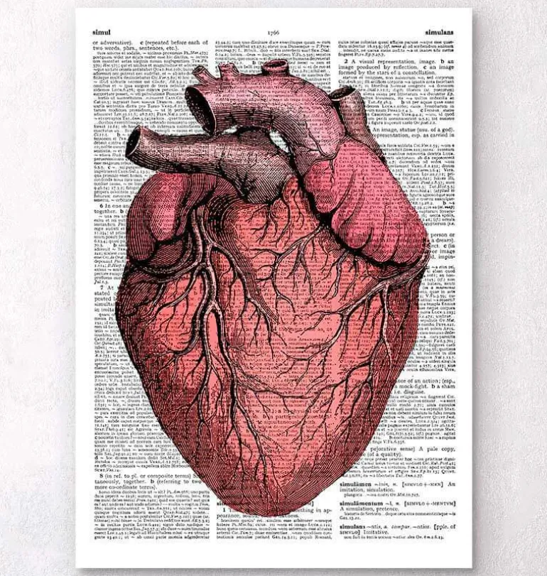Heart anatomy II - Page du dictionnaire