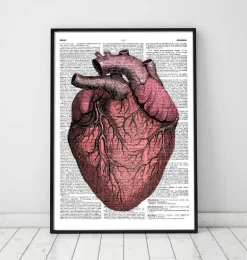 Heart anatomy II - Page du dictionnaire