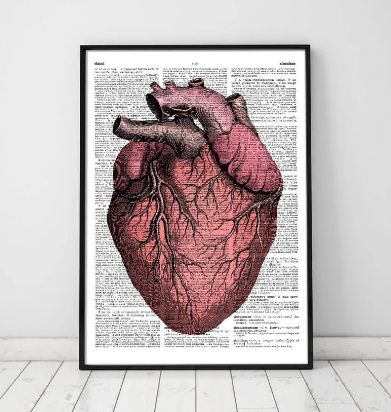 Heart anatomy II - Page du dictionnaire