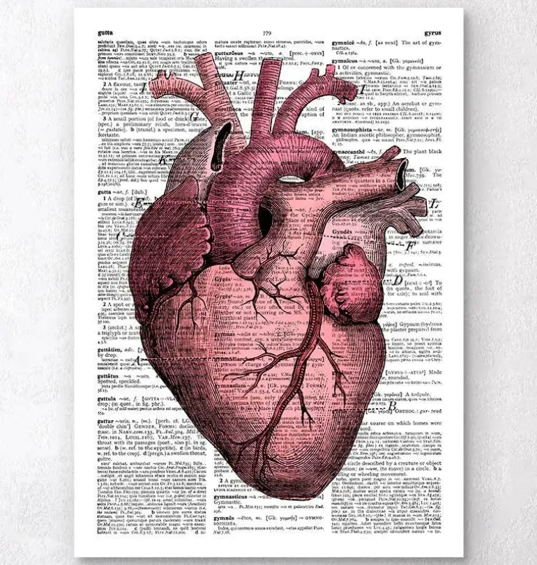Heart anatomy III - Page du dictionnaire