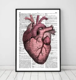 Heart anatomy III - Page du dictionnaire