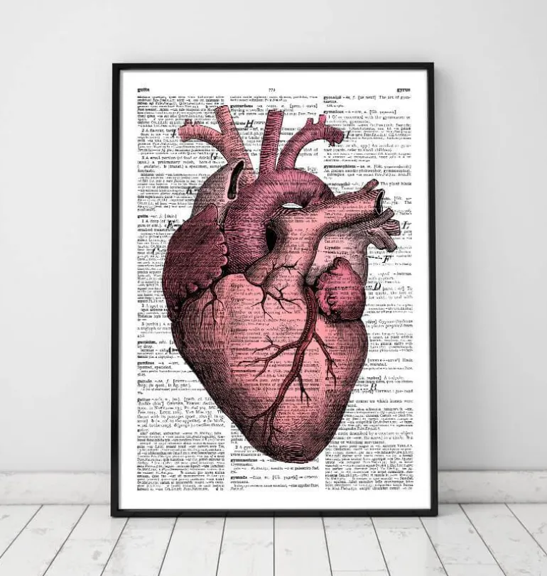 Heart anatomy III - Page du dictionnaire