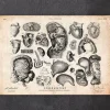 Illustrations d'anatomie humaine IV