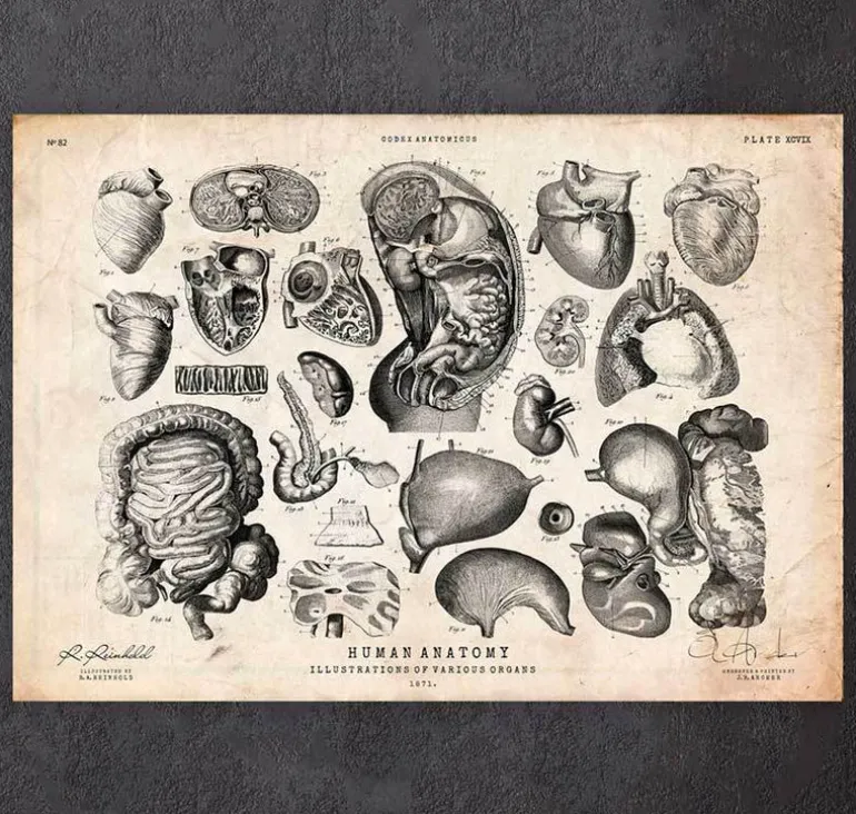 Illustrations d'anatomie humaine IV