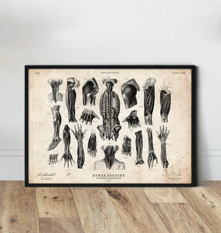 Illustrations d'anatomie humaine III
