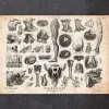 Illustrations de l'anatomie humaine II