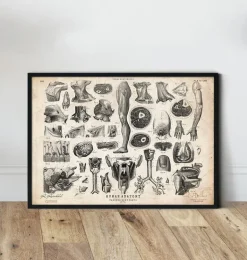 Illustrations de l'anatomie humaine II