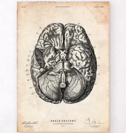 Impression d'anatomie cérébrale VI