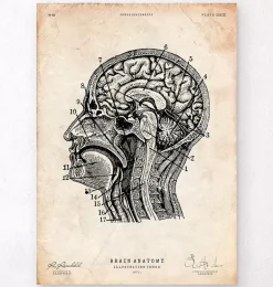 Impression d'anatomie cérébrale IV