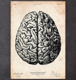 Impression d'anatomie cérébrale V