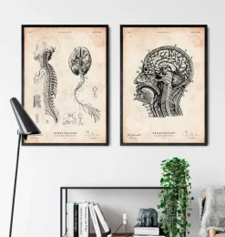 Impression d'anatomie cérébrale IV