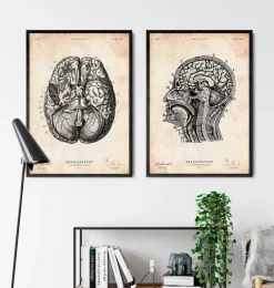 Impression d'anatomie cérébrale VI