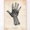 Impression d'anatomie de la main humaine IV