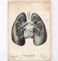 Impression d'anatomie pulmonaire II