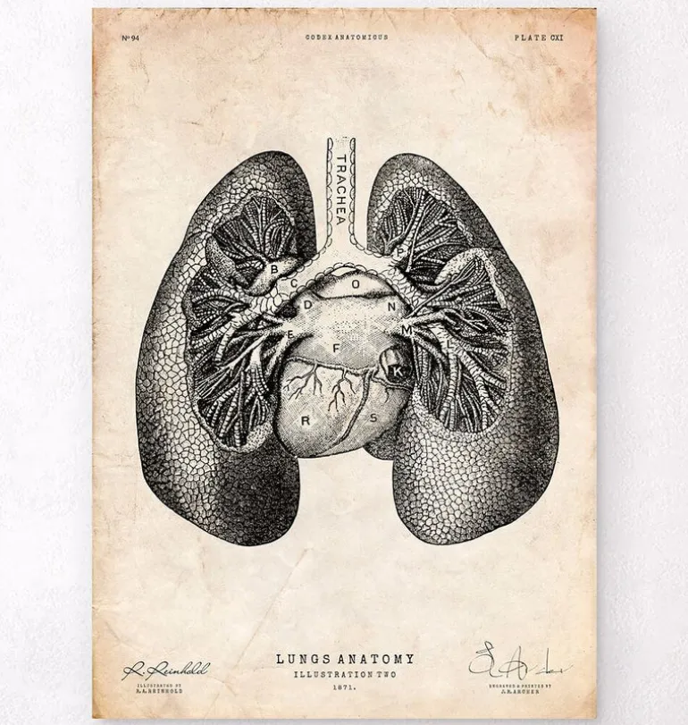 Impression d'anatomie pulmonaire II